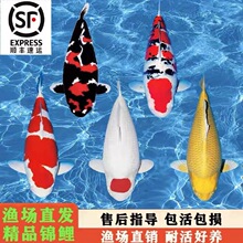 纯种观赏鱼淡水长尾好养日本正宗红白三段锦鲤昭和黄金大正锦鲤