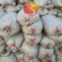 上海码头品质淡水中沙