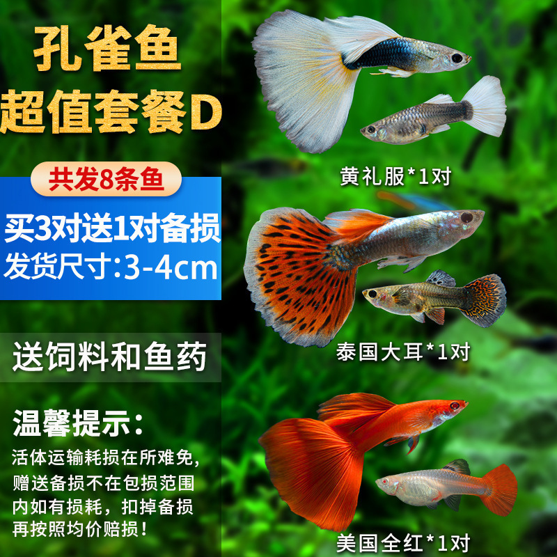 孔雀鱼精品小鱼缸观赏鱼好养耐活热带鱼活鱼天空蓝小型小鱼苗|undefined