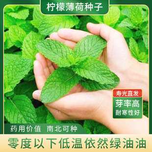 ��ʳ�Ù��ʱ��ɷN��؈���ɷN�Ѷ������ļ���������x�r���߲˷N��