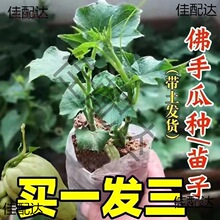 带芽盆栽瓜苗龙须菜种子好养庭院佛手瓜高产秧苗苗田园蔬菜麦太保