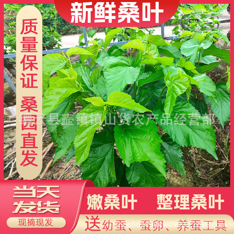 Mulberry Leaves Are Fed to Silkworms, Young Leaves and Old Leaves, Student Silkworm Raising Set, Live Silkworm Baby, Young Kidsren's Pet Mulberry Leaves Are Fed to Silkworms, Young Leaves and Old Leaves, Student Silkworm Raising Set, Live Silkworm Baby, Young Kidsren's Pet
