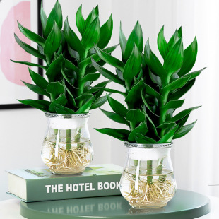 Guanyin Bamboo Rich Bamboo Transfer Bamboo Hydroponic Flower Plant Potted Indoor Living Room Water-Raised Green Plant with Roots and High Sections