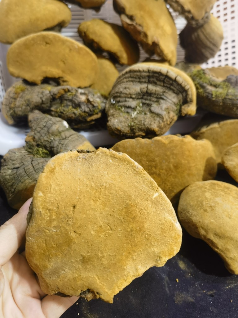 Sang Huang Mulberry Phellinus Dried Slices 250g Yunnan Wild Harvested Herbal Conk overview