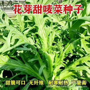 ꖴ���ѿ�����˷N�Ӱ׻�ѿ�����˴����O���������������߲˷N��