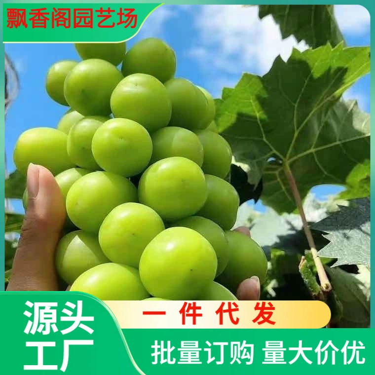 Цельные посадки виноградных растений, поставляемые напрямую, очень большие посадки сапфирового винограда, вьющиеся лозы, посадки винограда солнечной розы, северные и южные дворы.