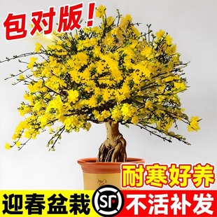 ӭ���������B�N�Ϙ������̨�Gֲ�����ͺ��̓�ֲ���҃��辰�󴺻�