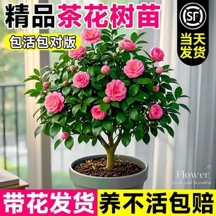 �軨�����ش�̖����ɽ�軨���Ԏ������҃ȿ͏d�̨���������⻨��