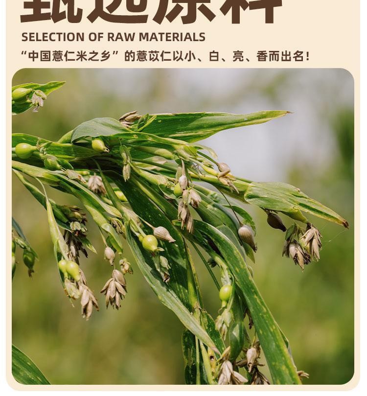 Roasted Coix Seed Snack Yi Yi Ren 炒薏米 Puffed Job's Tears Ready to Eat 100g key features
