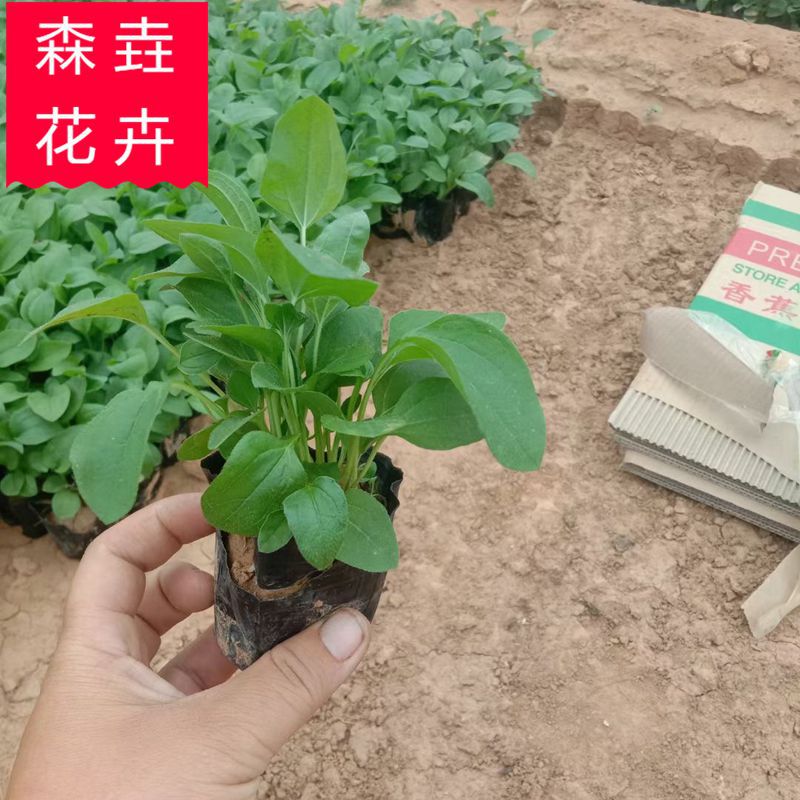 松果菊 庭院观赏绿化盆栽多年生地被菊 四季景观工程耐寒花卉