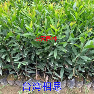 Acacia Saplings, Large-Leaf Acacia Saplings, Small-Leaf Taiwan Acacia, Manzanita Acacia, Landscape Reforestation, Evergreen Trees