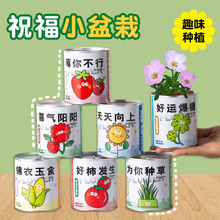 新款祝福绿植盆栽番茄种子罐头花卉植物桌面儿童玩具DIY礼品批发