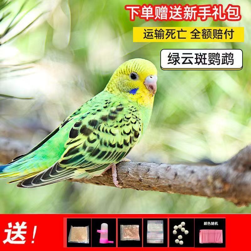 大头鹦鹉虎皮金彩可教说话可繁殖宠物鸟送运输笼鸟粮大礼包包邮厂|undefined