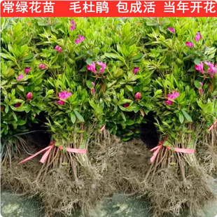 ë���N�ļ�����ͥԺ�G����ľӳɽ�të�N�绨���ͺ����Bë���绨��