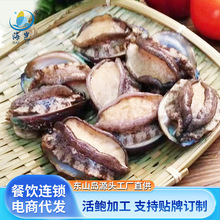 东山岛海捕活冻带壳大鲍鱼400g盒装酒店饭馆海鲜冷冻鲍鱼食材商用