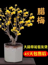 �D÷������÷���辰�D÷�����������Ϙ��҃�Ϟ÷���������m��ֲ��