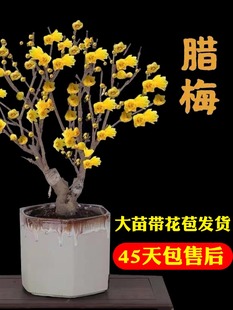 �D÷������÷���辰�D÷�����������Ϙ��҃�Ϟ÷���������m��ֲ��