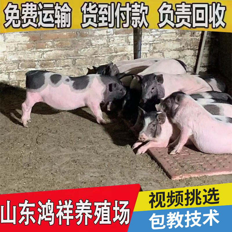 四川哪里有卖巴马香猪种苗的 鸿祥现货促销优良巴马香猪种苗 包邮