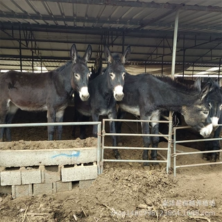 肉驴苗价格 辽宁哪有杂交肉驴 育肥驴苗繁育 免运输