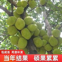 菠萝蜜树苗四季结果马来西亚嫁接一号树苗地栽盆栽当年结果果树