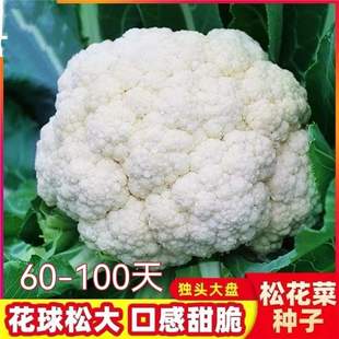 Cabbage Flower Seeds, Cold-Resistant Cauliflower Seeds, 60 Days, 80 Days, 100 Days, Cauliflower Seeds for Home Garden Planting