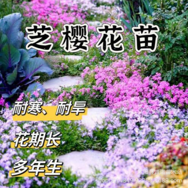 从生福禄考 大量批发丛生福禄考  宿根花卉 芝樱价格