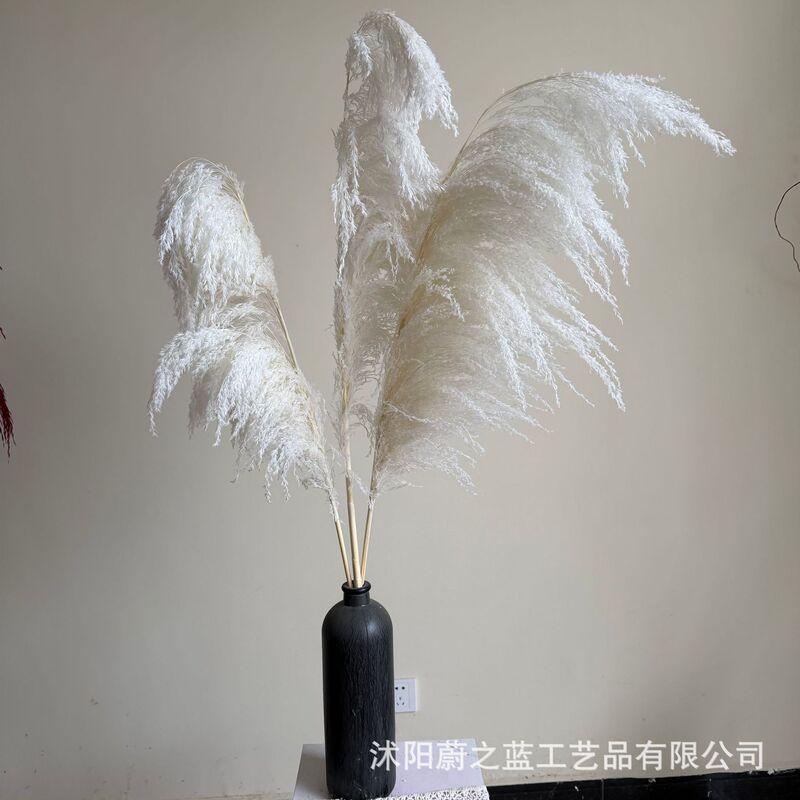 White Reed Iron Stem Real Dried Flower Bouquet Wedding Decoration Floral Materials Props Wholesale White Small Duster White Reed Iron Stem Real Dried Flower Bouquet Wedding Decoration Floral Materials Props Wholesale White Small Duster