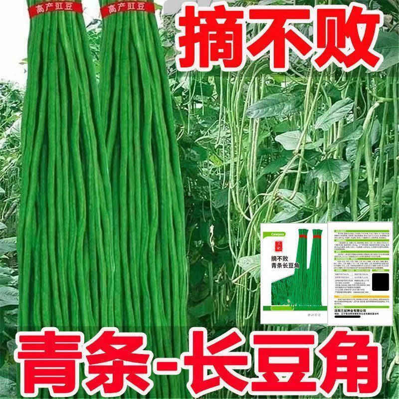 Зеленые семена длиннозернистой бобы для посадки в теплицах, на дворе, на ферме и в поле с использованием опорной сетки.