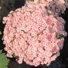 ���������N�ļ����N����ֲ���҃Ȼ����Բݻ����̨�׻��_���N����