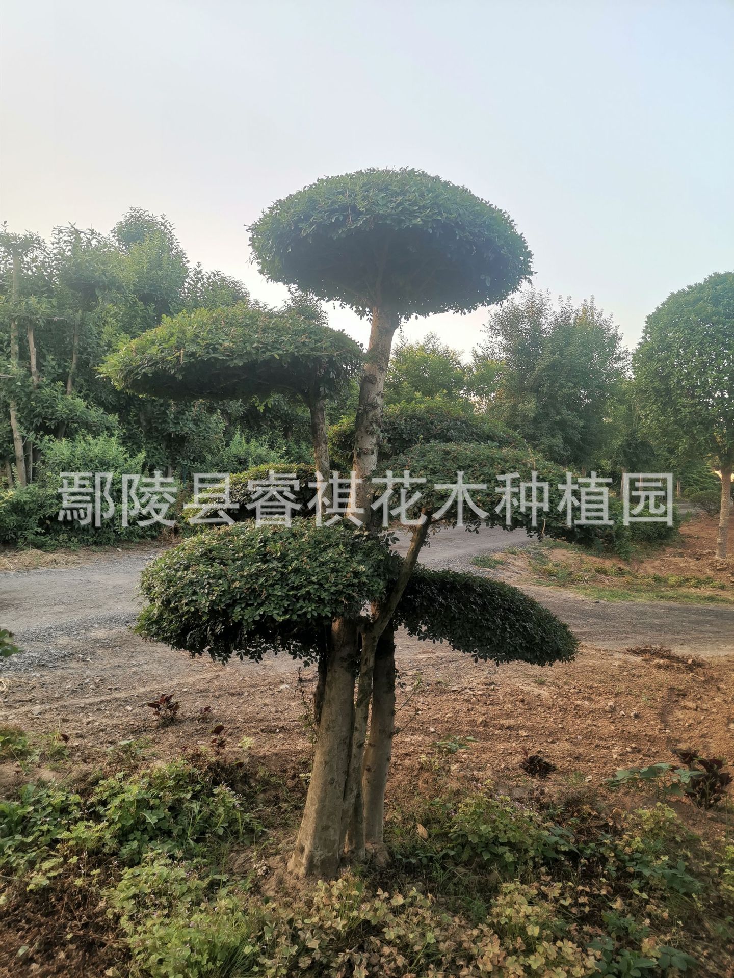 景观造型树白蜡风景树小区别墅公园迎客树小叶白蜡树