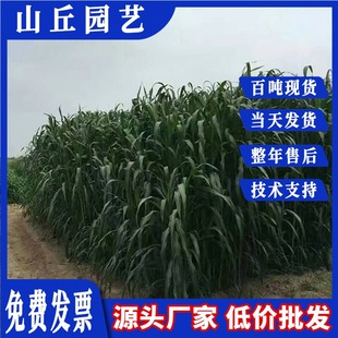 Pasture Sweet Sorghum Seeds, Feed Grass for Sheep, Pasture Grass, Hercules Sweet Sorghum, Large Card, High-Yielding Pasture Seeds