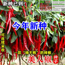 摘不败美人椒种子特色红尖椒长辣椒种子特香辣四季盆栽蔬菜种籽