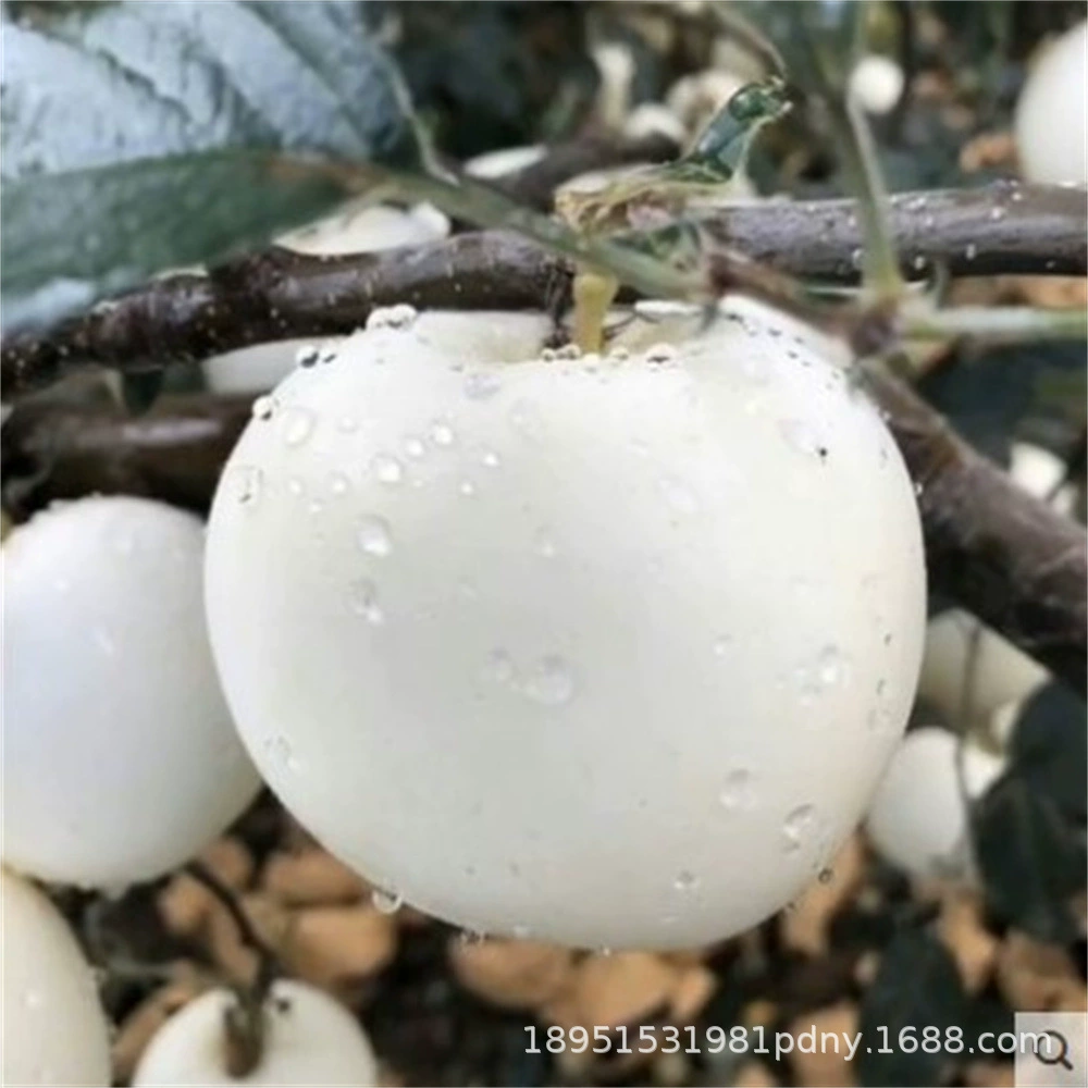 Саженцы яблок белого молока Саженцы яблок Фудзи Редкие белые сливки Саженцы яблок Фудзи Посадка в горшках на севере и юге Итоги посадки года