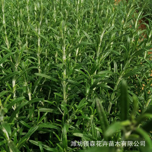Rosemary sapling potted citronella wholesale basil potted thyme plant steak available