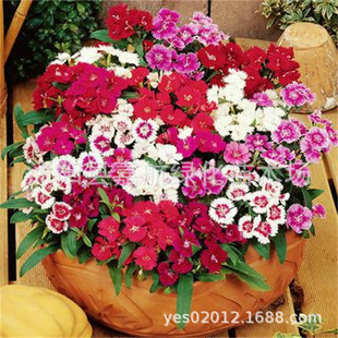 ���ʯ�񻨷N�њWʯ����ǻ��N�ļ��ͺ����Բ�ƺ��������ʯ��N��