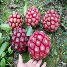 黑老虎果种子大血藤布福娜水果种子新品种南北方可种育苗产地