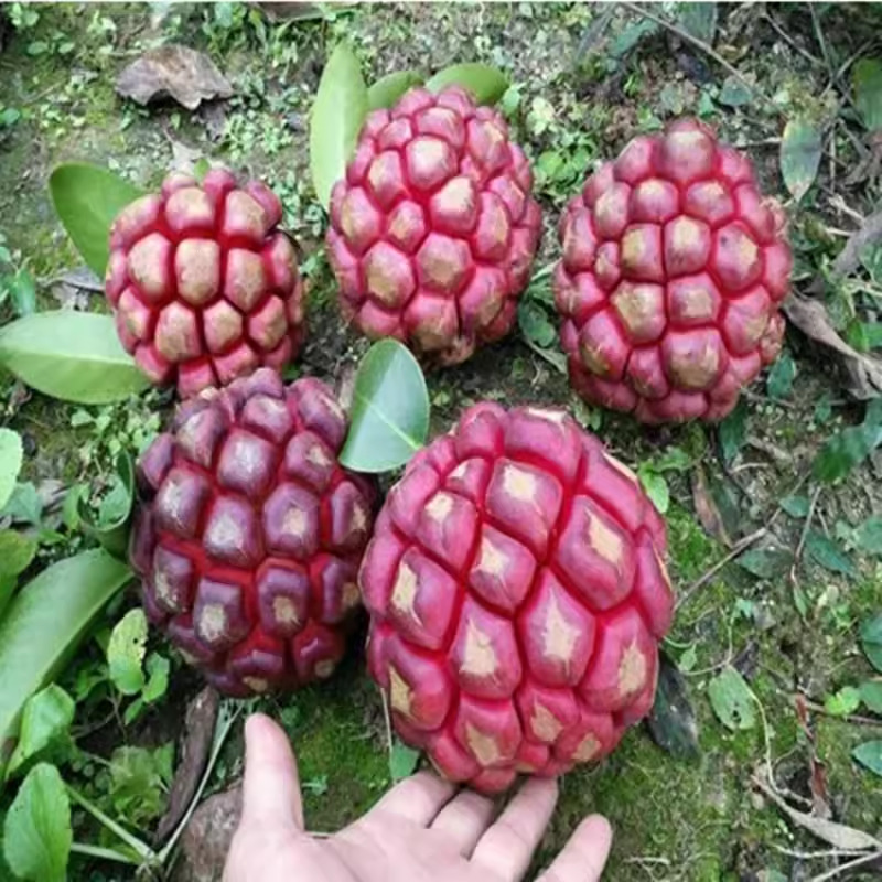 黑老虎果种子大血藤布福娜水果种子新品种南北方可种育苗产地