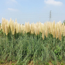 批发基地批发矮蒲苇种苗环境绿化经典观赏草多年生草本植物道路公