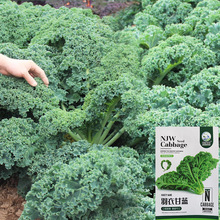 批发羽衣甘蓝种子种籽种孑食用秋冬季蔬菜种籽四季盆栽菜籽耐寒