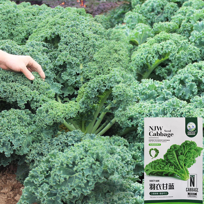 批发羽衣甘蓝种子种籽种孑食用秋冬季蔬菜种籽四季盆栽菜籽耐寒