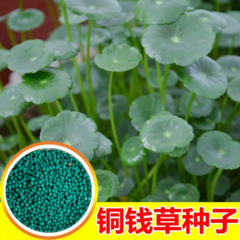 Медь китайская семена травы Семена большой лист cotyledon воды селекции семян гидропоники цветок растения повезло растение в горшке Крытый вечнозеленый