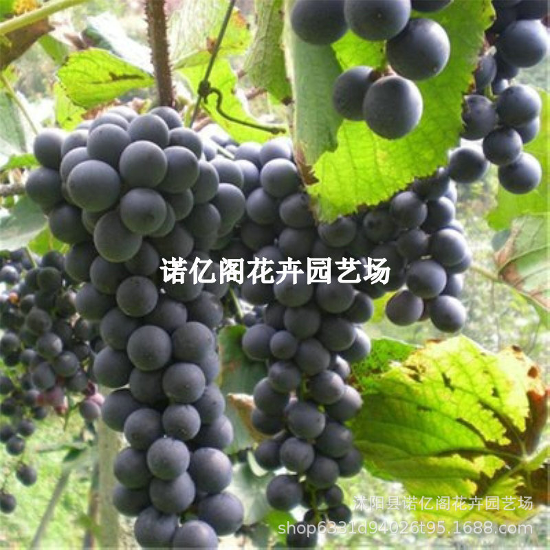 新品种嫁接富士之辉葡萄树苗黑色阳光玫瑰葡萄苗庭院地栽爬藤果苗