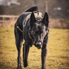 纯种大型黑狼犬幼犬活体狗狗黑狼猛犬护卫犬防爆犬小黑狗批发狼狗