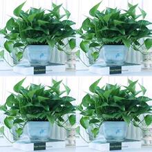 绿萝花卉盆栽批发吊兰室内植物大小叶四季除长藤绿箩水培好养