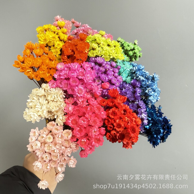 Brazilian Star Flower Immortal Flower Real Flower Dried Flower Bouquet Decorative Gift Box with Flower Photography Props DIY Material