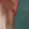 W913 Red Spider (4) -3