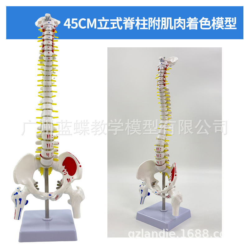 ���弹��ģ��1:1����������ϰ��׵ģ�;�׵��׵�������ģ�͹Ǽ�