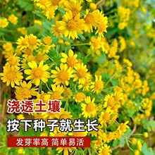 ҰջNӸҰջݲҰɽջNݶļN׻ֲ