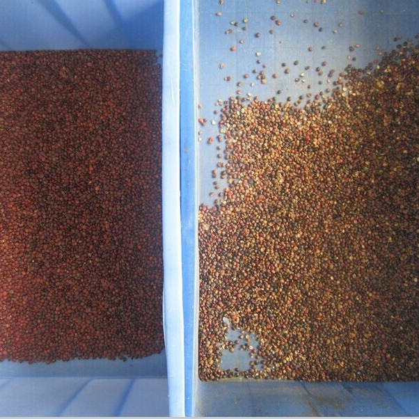 安晶龙中药材色选机 履带色选机 中药材挑选设备