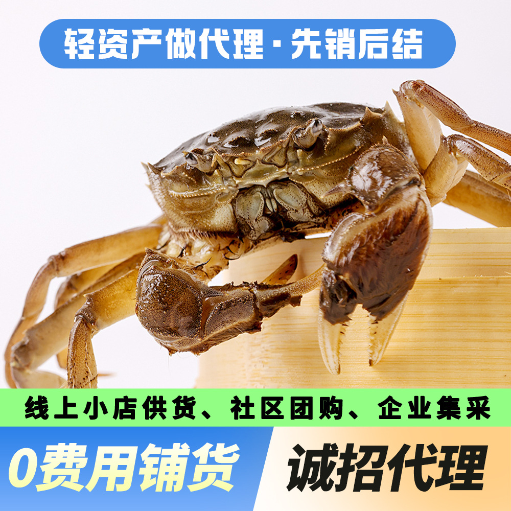 苏州阳澄精品大闸蟹湖蟹撑腰代理加盟工厂直发欢迎溯源售后无忧